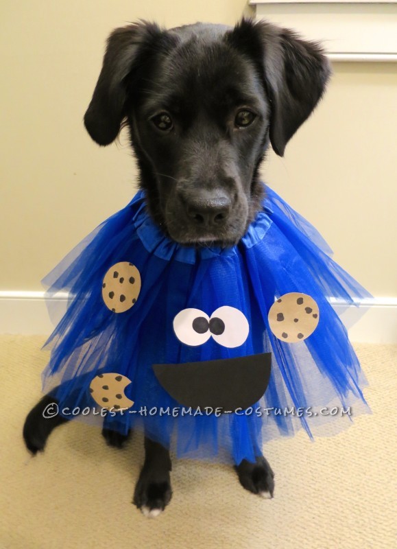 Cookie Monster Dog Costume
 Deliciously Adorable Cookie Monster Costumes for Dogs