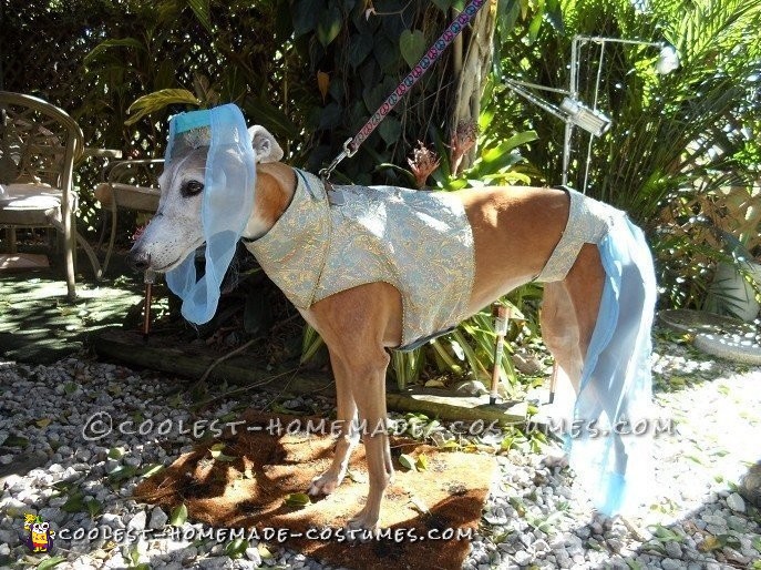 greyhound costumes