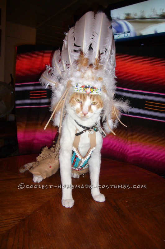 Coolest Indian Costume For a Cat