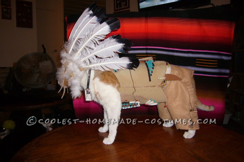 Coolest Indian Costume For a Cat