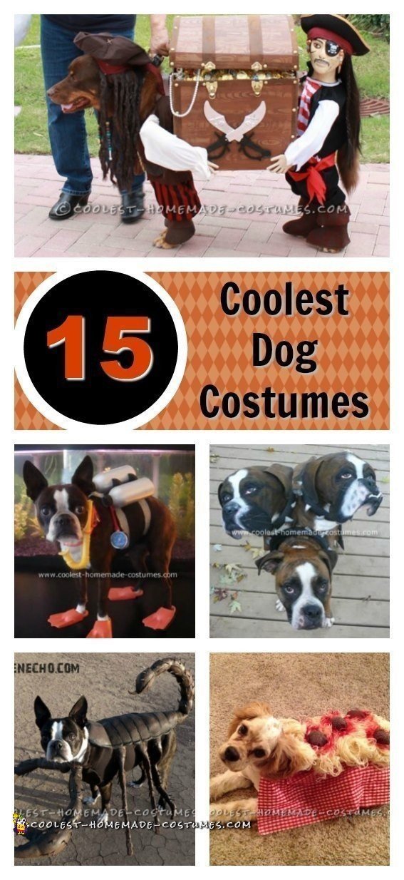 14 Ideas for Homemade Dog Halloween Costumes – Dogster