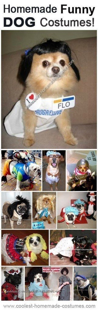 11 Funny Dog Costumes Anyone Can Make at Home!